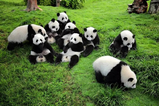 Picture of Panda Show Offer